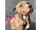 Adopt Trinity a Brown/Chocolate - with White Labrador Retriever / Bull Terrier /
