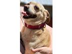 Adopt Angel a Tan/Yellow/Fawn Feist / Labrador Retriever / Mixed dog in