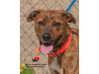 Adopt Tootsie a Brindle Bernese Mountain Dog / Mixed Breed (Medium) / Mixed