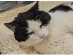 Adopt Larry a Domestic Shorthair / Mixed (short coat) cat in Neillsville