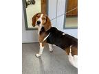 Adopt Dolly a Tricolor (Tan/Brown & Black & White) Treeing Walker Coonhound /