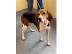 Adopt Liberty a Tricolor (Tan/Brown & Black & White) Treeing Walker Coonhound /
