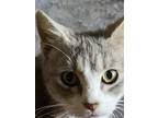 Adopt Nala a Tortoiseshell Domestic Shorthair / Mixed (short coat) cat in