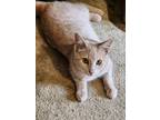 Adopt Manicotti a Tan or Fawn (Mostly) American Shorthair (short coat) cat in
