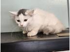 Adopt Marsha a White Domestic Longhair / Mixed Breed (Medium) / Mixed (short