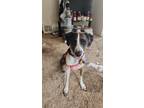 Adopt Rylee a Gray/Blue/Silver/Salt & Pepper Catahoula Leopard Dog / Mixed dog