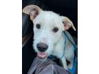 Adopt Buddy a White - with Tan, Yellow or Fawn Labrador Retriever / Border
