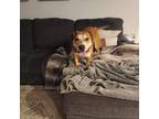 Adopt Gaston a Brown/Chocolate - with White American Pit Bull Terrier / Mixed