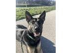 Adopt Gunner a Black German Shepherd Dog / Mixed Breed (Medium) / Mixed (short