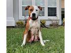 Adopt Chrissy a Tan/Yellow/Fawn - with White American Pit Bull Terrier / Hound