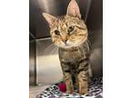 Adopt Cantaloupe a Brown Tabby Domestic Shorthair / Mixed Breed (Medium) / Mixed