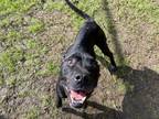 Adopt Jack (HW+) a Black American Pit Bull Terrier / Boxer / Mixed (short coat)