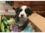 Adopt Stanley a Black - with Gray or Silver Siberian Husky / Mixed dog in Boise