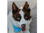 Adopt Flynn a White Border Collie / Mixed dog in Twin Falls, ID (41072082)