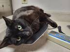 Adopt Sergio a All Black Domestic Shorthair / Mixed Breed (Medium) / Mixed