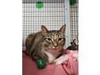 Adopt Scratch a Brown Tabby Domestic Shorthair / Mixed Breed (Medium) / Mixed