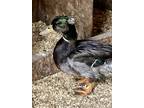 Adopt Drake a Brown Duck bird in East Hartland, CT (41071114)