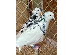 Adopt Speckled Rollers a White Pigeon bird in East Hartland, CT (41071093)