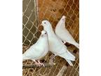 Adopt White Rollers a White Pigeon bird in East Hartland, CT (41071098)