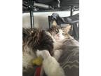 Adopt Tallulah a Brown Tabby Domestic Mediumhair / Mixed Breed (Medium) / Mixed