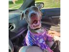 Adopt Eden a American Pit Bull Terrier / Mixed dog in Bullard, TX (41027853)