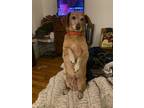 Adopt Frankie Pringle a Red/Golden/Orange/Chestnut Dachshund / Mixed dog in