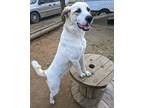 Adopt Thelma Louise a Tan/Yellow/Fawn - with White Great Pyrenees / Anatolian