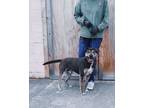 Adopt Haymitch a Black - with Gray or Silver Bull Terrier / Mixed dog in