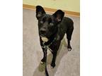 Adopt Fonzie a Black Husky / Mixed Breed (Medium) / Mixed (short coat) dog in