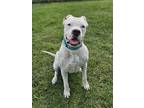 Adopt Brooke a White Dogo Argentino / Mixed dog in Tampa, FL (41070316)