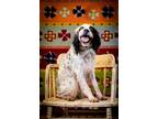 Adopt Pending Adoption - Edith a White - with Black English Setter / Mixed dog