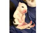 Adopt Tersea Pup Rodney a White - with Brown or Chocolate Pit Bull Terrier /