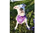 Adopt Patty a White Dogo Argentino / Mixed dog in Tampa, FL (41070337)