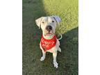 Adopt Tess a White Dogo Argentino / Mixed dog in Tampa, FL (41070351)