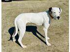 Adopt Pollyanna a Great Dane / Dogo Argentino / Mixed dog in Bullard