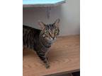Adopt Milo23 a Brown Tabby Domestic Shorthair (short coat) cat in Milwaukee