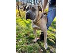 Adopt SARABI a Black Mastiff / Mixed Breed (Medium) / Mixed (short coat) dog in