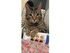 Adopt Lincoln24 a Brown Tabby Domestic Shorthair (short coat) cat in Milwaukee