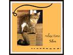 Adopt Silva - Princess a Tan or Fawn Tabby Persian (medium coat) cat in Snow