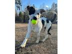 Adopt Spot a White Dalmatian / Terrier (Unknown Type, Medium) / Mixed (short