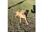 Adopt Daisy may a Red/Golden/Orange/Chestnut - with Black Shepherd (Unknown