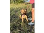 Adopt Rosie a Brown/Chocolate - with Tan Shepherd (Unknown Type) / Redbone