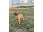 Adopt Piper a Tan/Yellow/Fawn - with Black Shepherd (Unknown Type) / Redbone