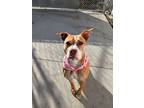 Adopt Libby a Tan/Yellow/Fawn - with White Pit Bull Terrier / Mixed dog in