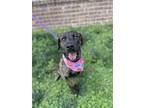 Adopt Maddie a Brindle Mountain Cur dog in Dickson, TN (41051737)