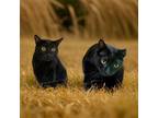 Adopt Asher / Annalise a Domestic Shorthair / Mixed (short coat) cat in
