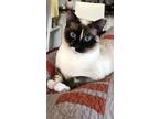 Adopt Boba a Spotted Tabby/Leopard Spotted Siamese / Mixed cat in Madisonville