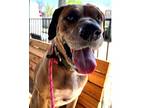 Adopt Latte (Big) a Mastiff dog in Dallas, TX (40817493)