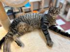 Adopt Brink a Domestic Shorthair / Mixed (short coat) cat in Elbow Lake