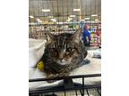 Adopt J'Zargo a Brown Tabby Domestic Shorthair (short coat) cat in Mooresville